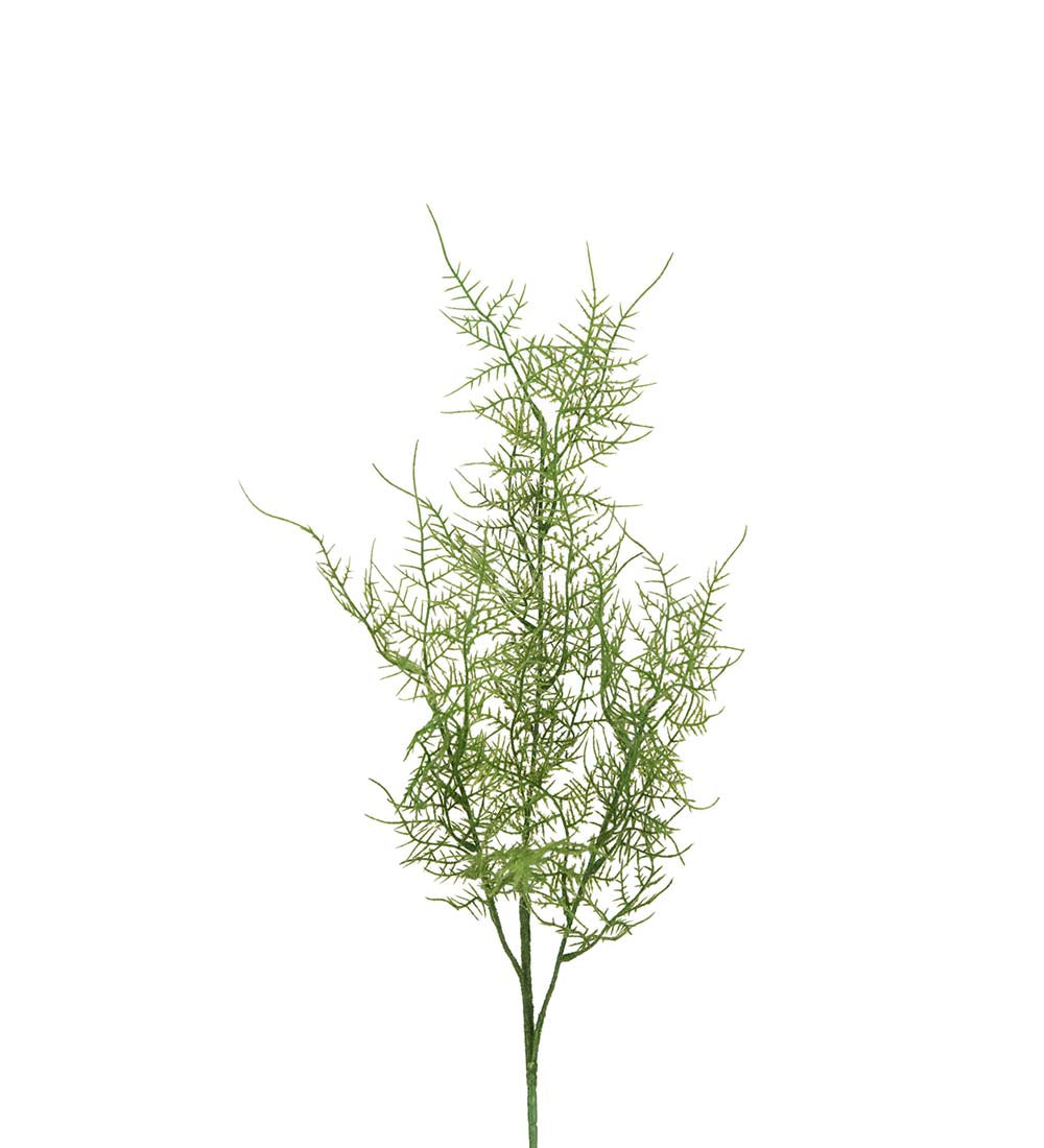 Plumosus Konstväxt