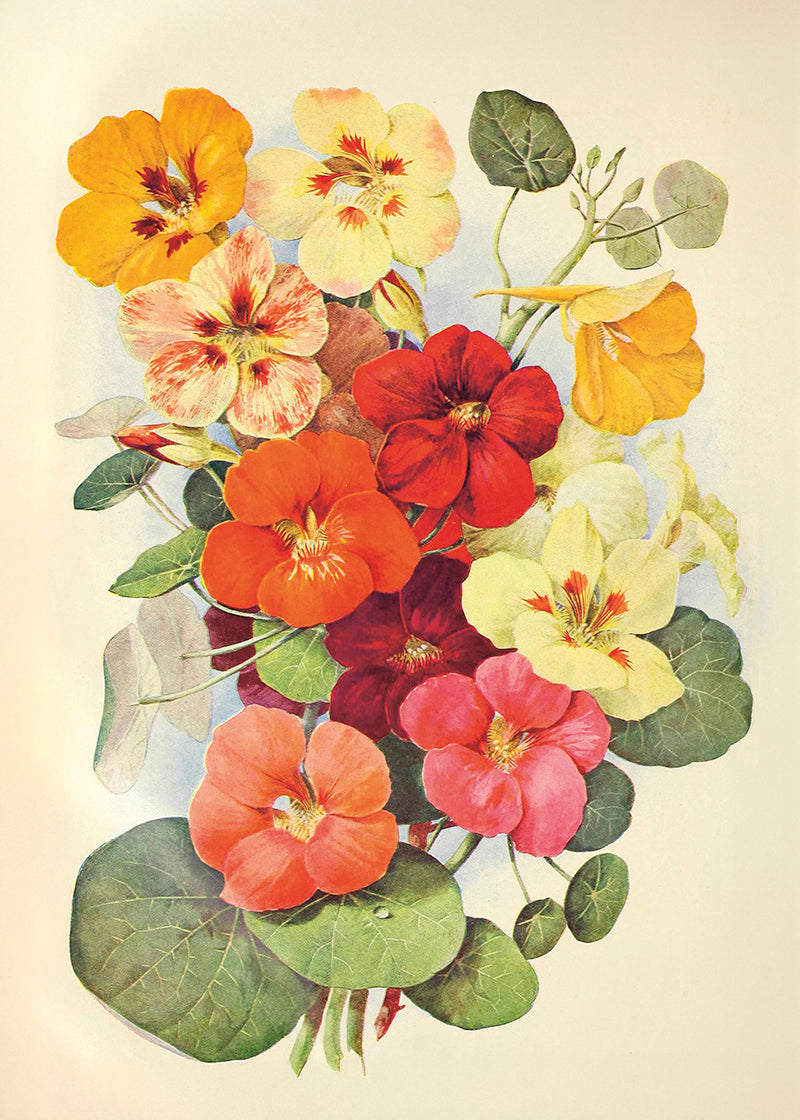 Poster 50x70