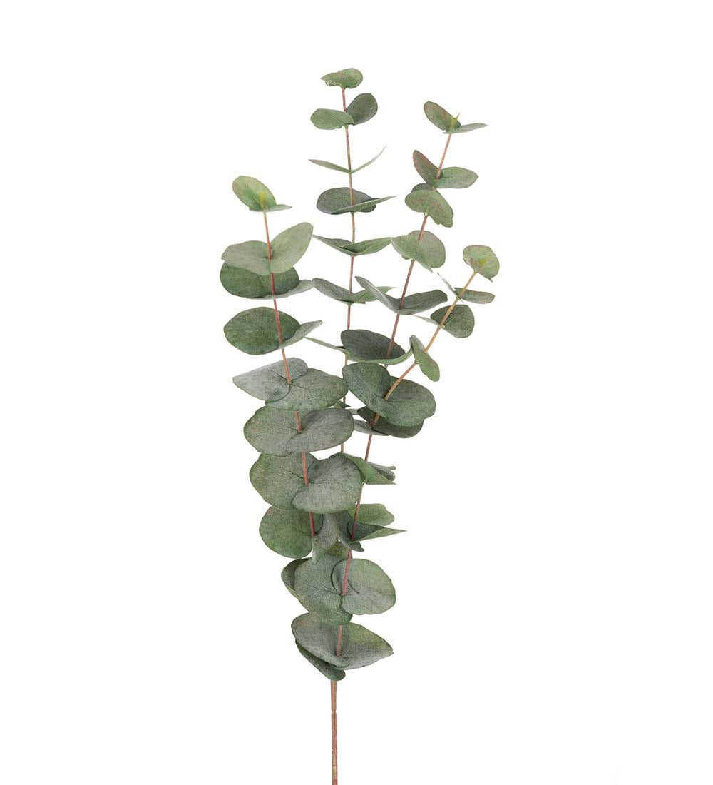 Eucalyptus Konstväxt