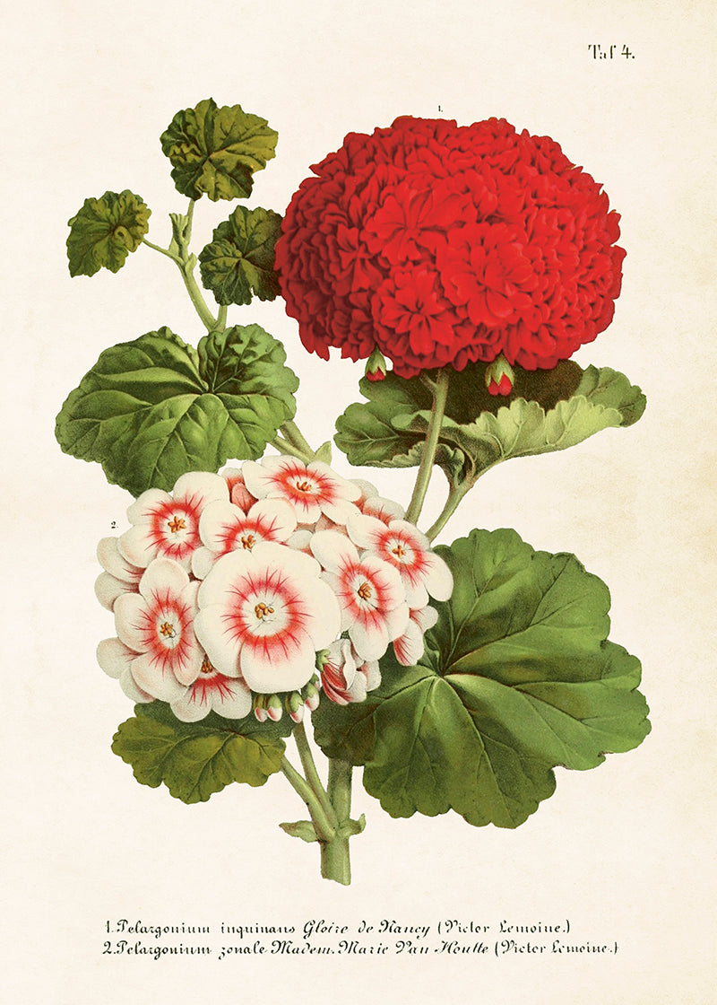 Poster 50x70