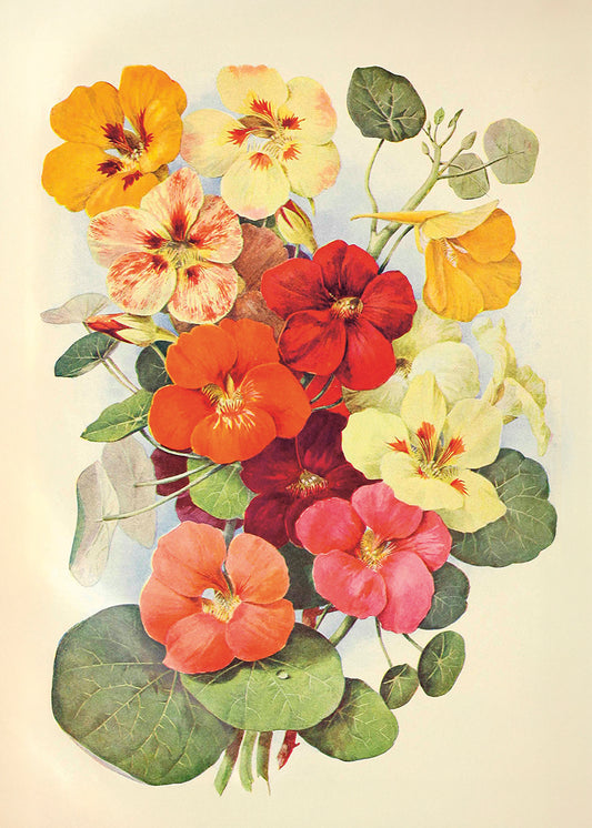 Poster 50x70