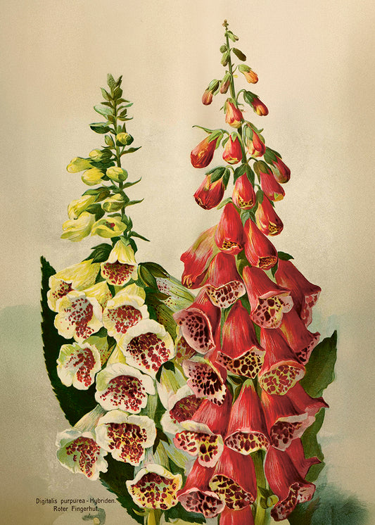 Poster 50x70