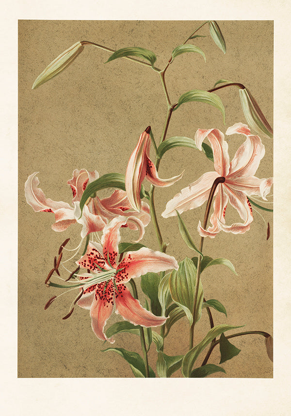 Poster 35x50