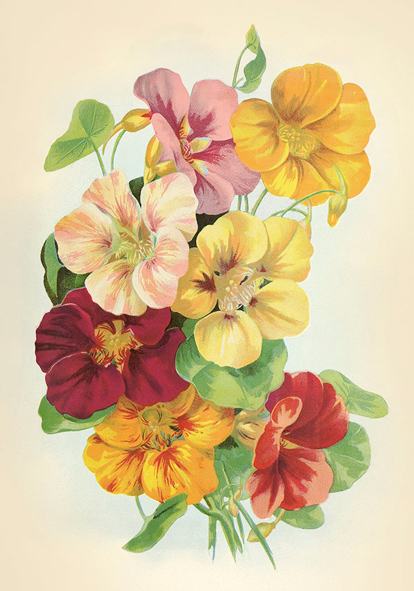 Poster 35x50