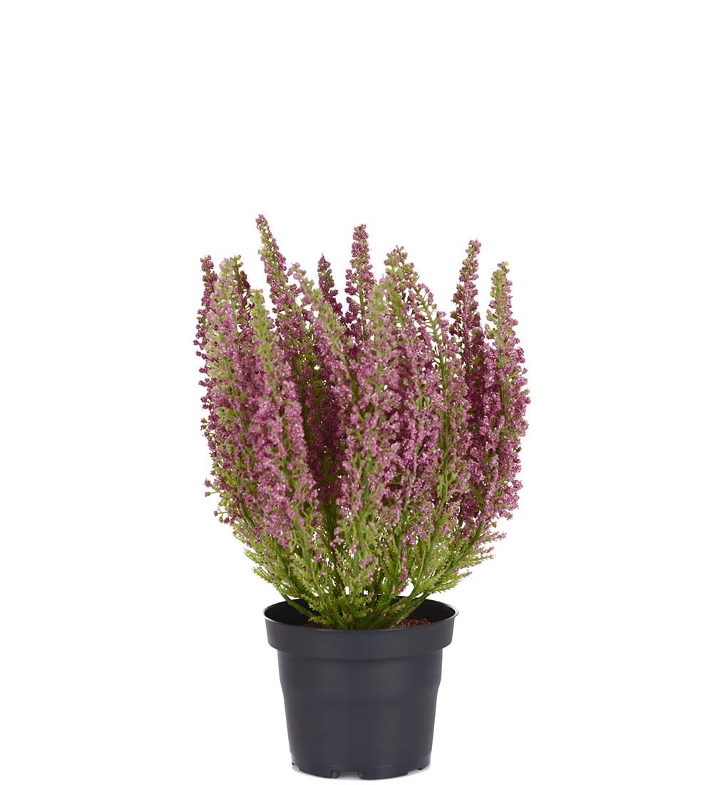 Ljung Rosa